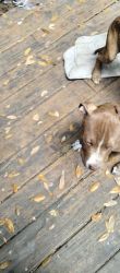 American Pit Bull puppies for sale