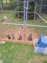 Blue pit puppies for sale