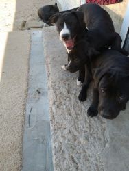 Black pitbull puppies