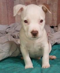 Puppy to rehome