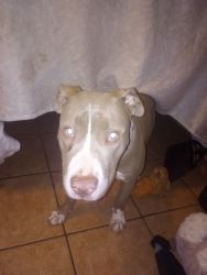Blue Fawn Rednose Female Pitbull 6 Months old