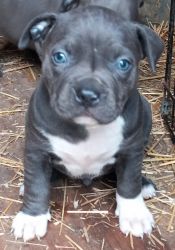 Blue nose pit bull puppies full blooded