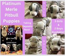 Beautiful Platinum Merle Pitbull Puppies
