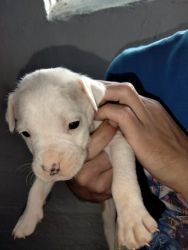 PIT BULL PUPPIES FOR SALE MALE AND FEMALE