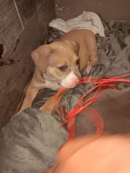 Canela shes a sweet pitbull puppy