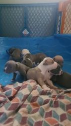 Spring Puppies Available