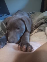 Puppy 3 month gray pit