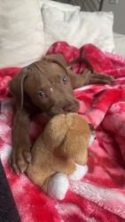 Adorable puppy needs loving home
