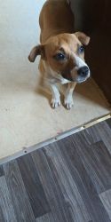 Looking to Re-home Pitbull