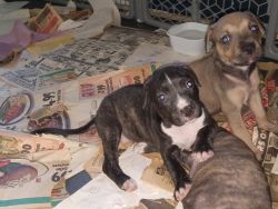 Brindle puppies available now