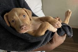 pitbull puppy for sale