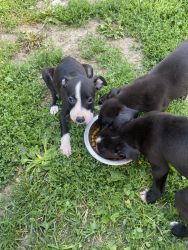 Trying to find a good loving home these 3 Puppys are looking for good