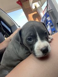 5 Week Old Pitbull Puppy