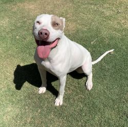 2yr old male pit bull