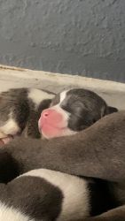Bluenose puppies mixed with Reds