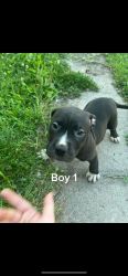 7 12 weeks old pitties for sale