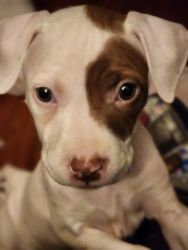 Cute Pitbull Terriers