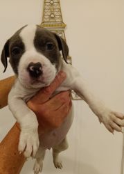 Pitts 8 weeks females only