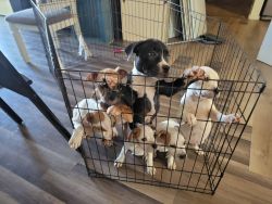 Puppies needing a good home