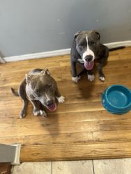 2 beautiful bully puppies