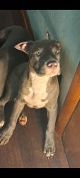 Bluenose American pit terrier mixed with American bluenose bully