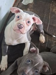 Bluenose American pit terrier mixed with bluenose American bully