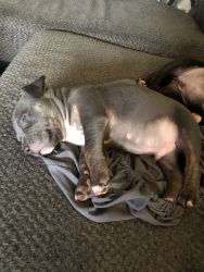 Standard American bully puppies