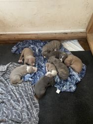 Blue nose terrier puppies