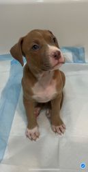 Baby pitbull 8-weeks