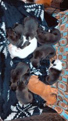 American pit bull pups for sale!