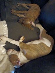 Pitbull and XL American Bully puppies