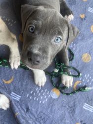 Merle Blue Pitbull Pups