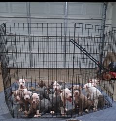 PIT BULL PUPPIES 8 weeks