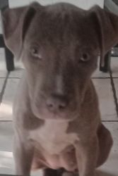 2.5/3 month Pittbull puppy needs forever home