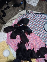 Puppies need good homes 5 left in litter will have their first shots