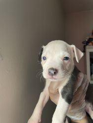 I have 4 healthy blue nose pitbulls messsage me any questions thank yo