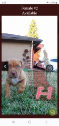 Delaware Red Pitbull puppies