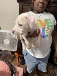 Puppies in Raleigh area
