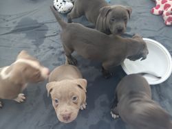 8 week old blue nose puppies