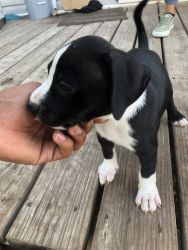 Healthy puppies for sale