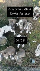 American Pitbull Puppies for Sale.