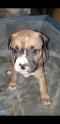 Pitbull puppies 4 weeks old needs new home