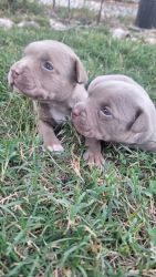 Blue Eyed Fawn Timberland Red Nose Pit Bull Bully