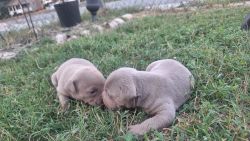 Fawn Blue Eyes Wheat Timberland Bully Available