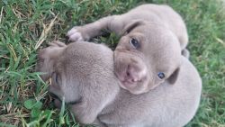 Fawn Blue Eyed Timberland Bully Pup