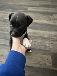 Looking to sell my pit puppy for 300