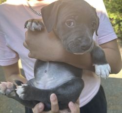 Pitbull Puppy Female