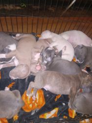 Blue pit puppies
