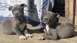 2 male full blood pitbull puppies 4 sale