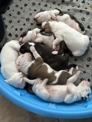 Adorable Pit Bull Puppies